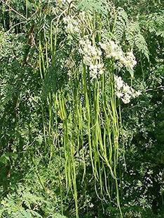 CYBEXIS GBPUT-95 - DRUMSTICK/SAJNA/MORINGA-PKM2 - (150 Seeds) Seed