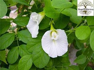 Kapebonavista Shankha Pushpa Safed Koyala Aparajita plant, it is a plant not a seed Seed