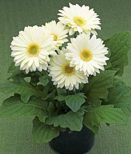 minatigreenhouse Gerbera Plant