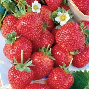 Aro Strawberry, Strawberries Seed