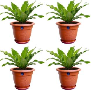 KWEL 12 Inch UV Treated Heavy Circular Planter Pot Plastic Garden Planters Plant Container Set Pack of 4 Plant Container Set