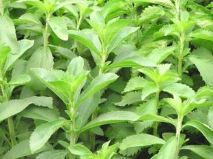 Seedsqlty Stevia plant live seed, high germination (70 seeds) Seed
