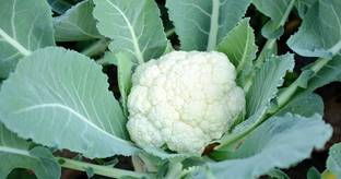 VibeX PUAS-94 - Organic Desi Cauliflower Super Snowball - (150 Seeds) Seed