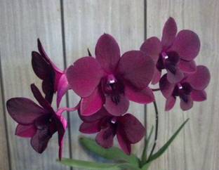 M-Tech Gardens Orchid Plant