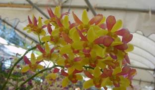 M-Tech Gardens Orchid Plant