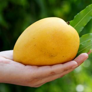 Exotica Dudhiya Malda Mango Plant