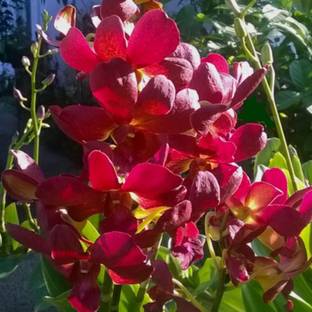 M-Tech Gardens Orchid Plant