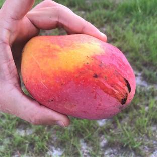 Exotica Cogshall Mango Plant