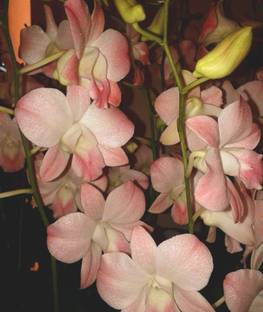 M-Tech Gardens Orchid Plant