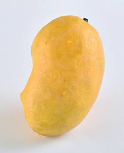 Exotica Chaunsa Mango Plant
