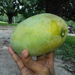 Exotica Fazli Mango Plant