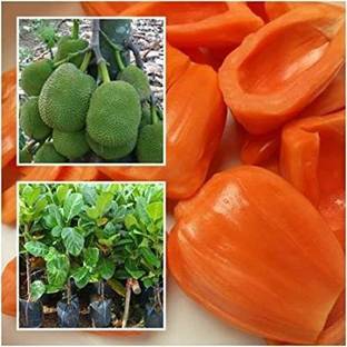 Ariya Jackfruit Plant