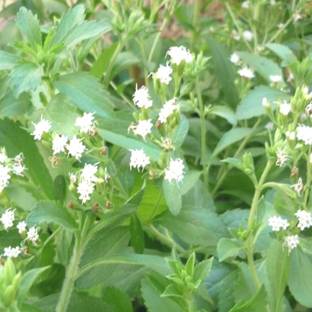 Plantzoin Stevia Plant