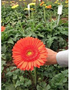 ONLINE PLANT BAZAR Gerbera Plant