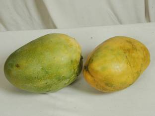 Exotica Imam Pasand Mango Plant