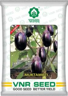 THAMMAR vnr MUKTA MOTI hybrid brinjal Seed (10 g) Seed