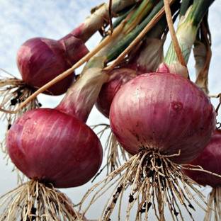 KANAYA Onion Red Kanda Vegetable Seed