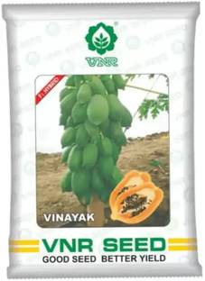 VNR VNR VINAYAK PAPAYA SEED F1 HYBRID 10 GRAM Seed (10 g) Seed