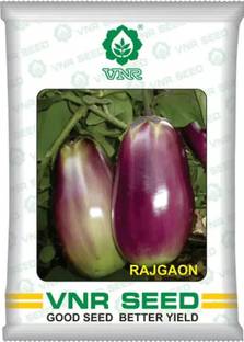 gogeen RAJGAON Seed