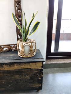SYMETTRY Classic Cane Planter Plant Container Set