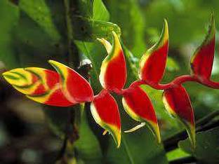 My Dream Nursery Bird of Paradise Plant