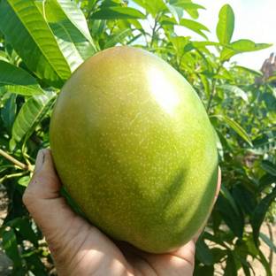 Exotica Keitt Mango Plant