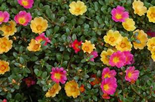 VibeX KGF -3 - Portulaca Garden Splendour Double Mixed Flower - (100 Seeds) Seed