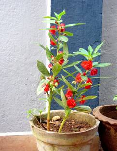 CYBEXIS Balsam Mixed Garden Seeds Seed
