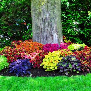 CYBEXIS LX-98 - Coleus Rainbow Mix Hybrid - (150 Seeds) Seed