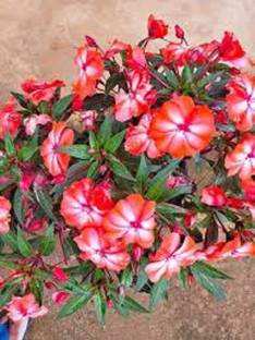 CYBEXIS XLL-69 - Chinese balsam flowers white - (30 Seeds) Seed