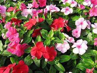 CYBEXIS Vinca Mixed, Periwinkle Mixed Flower Desi Seeds Summer Variety Special Seed