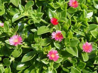 Gachwala Baby Sun Rose Flowering Plant, Aptenia Cordifolia Green, Heart Leaf Succulent Seed
