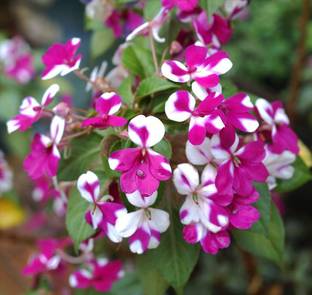 VibeX NDIR-17 - CHINESE BALSAM-PLANT IMPATIENS WALLERIANA - (90 Seeds) Seed