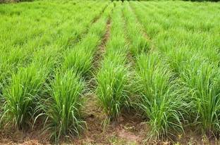 Cloud Farm Lemon Grass Plant