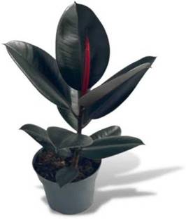 PLANTTOOZS Rubber Tree