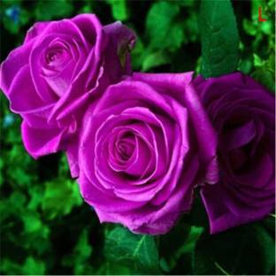 M-Tech Gardens Hybrid Rose Flower Seeds for Growing Seed