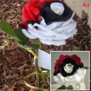 M-Tech Gardens Hybrid Rose Flower Seeds for Growing Seed