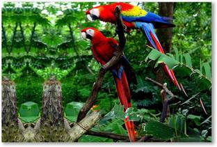 Parrot Bird In Multicolor Print Poster| Paper Print