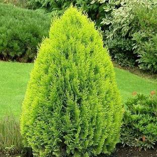 Agroholic Traders Thuja Plant