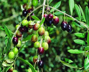 GIFTIGARDENING Live Olive Plant, Jaitun ka pare, Jalpai Live tree not Seed