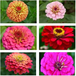 bloomaura Zinnia Seed Seed