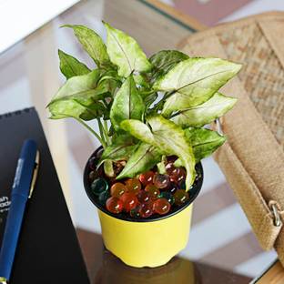 UGAOO Syngonium Plant