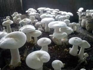 Aro Mushroom Seed