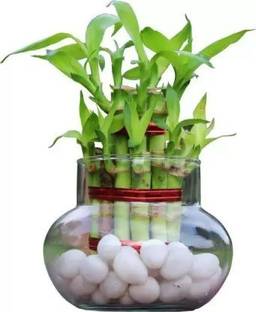 Aro Bamboo, Lucky bamboo Seed