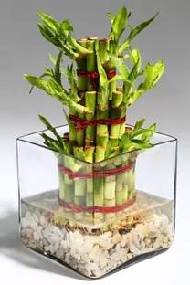 MAA Bamboo, Lucky bamboo Seed