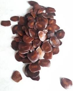 EasySeeds Kassod Tree, Cassia Siamea,Senna Siamea, Thailand Shower, Johar, Yellow Cassia Seed