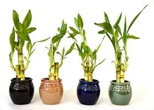 Aro Bamboo, Lucky bamboo Seed