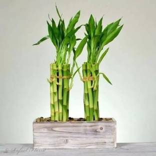 Chalisa Bamboo Plant, Lucky Plant Seed