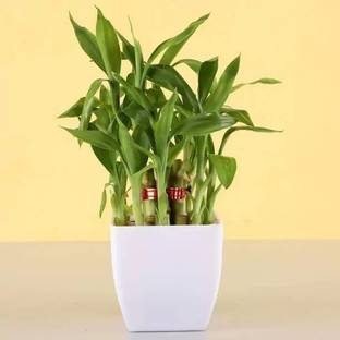 MAA Bamboo, Lucky bamboo Seed