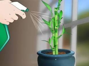 Chalisa Bamboo, Lucky bamboo Seed